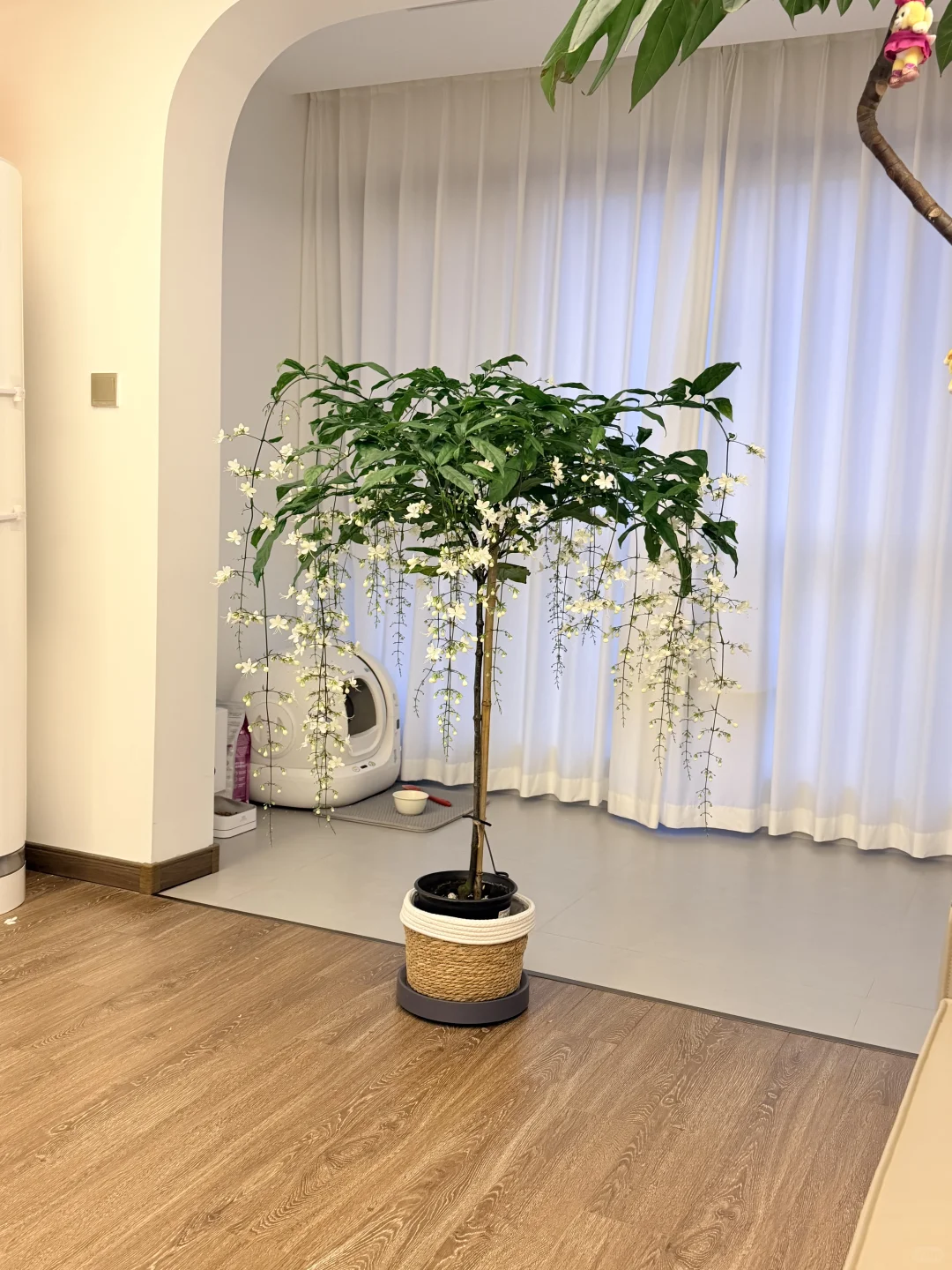 我的垂丝茉莉 太美了