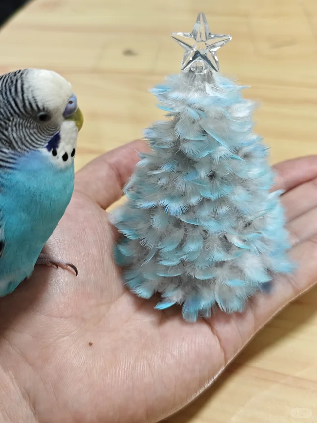 🦜:人，我很满意。