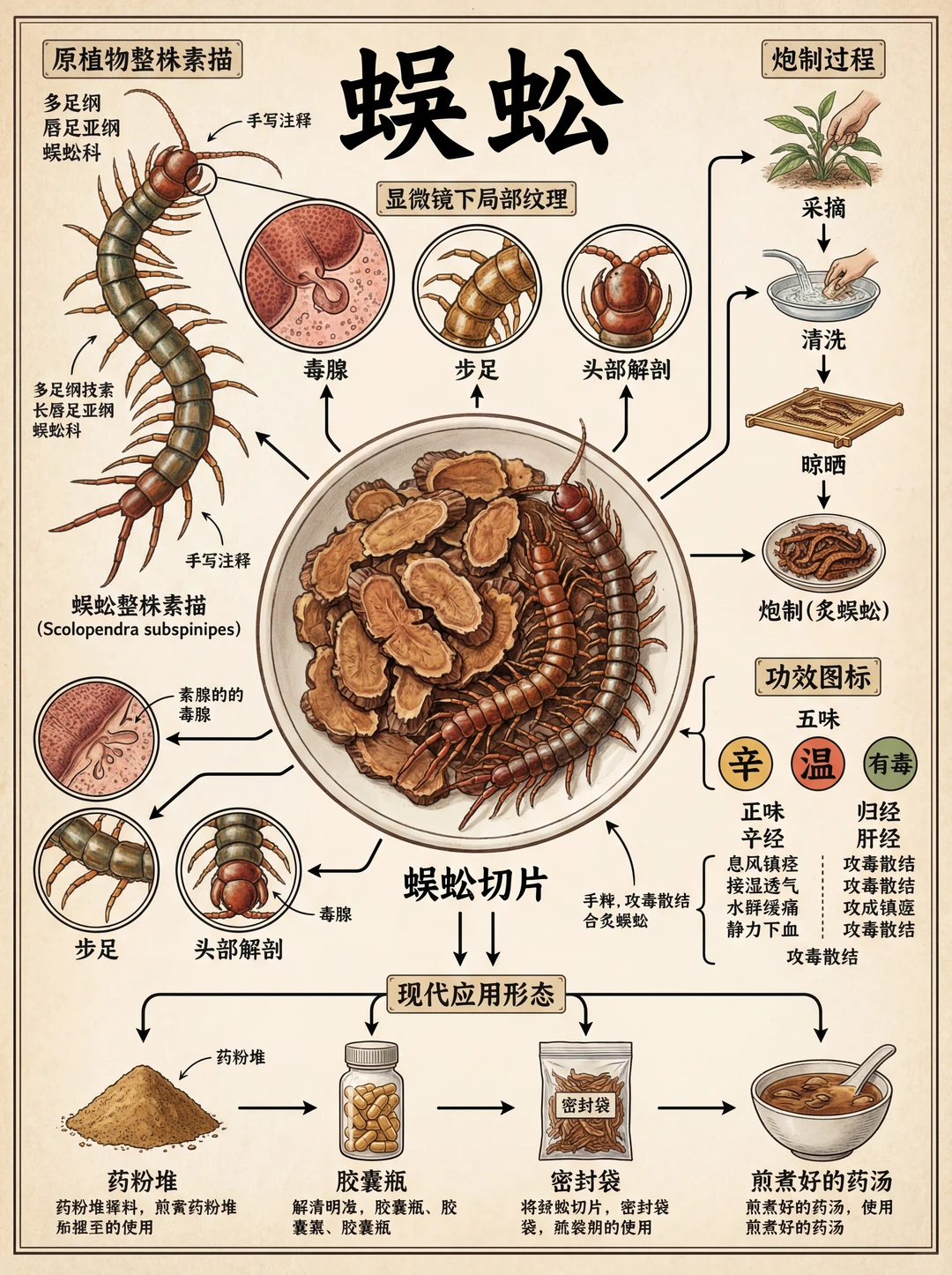 这是我收藏的古代虫子图鉴，绝了