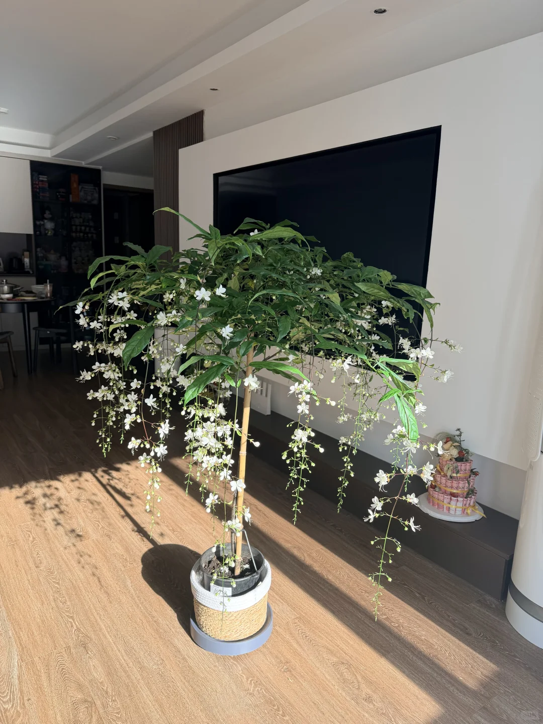 我的垂丝茉莉 太美了