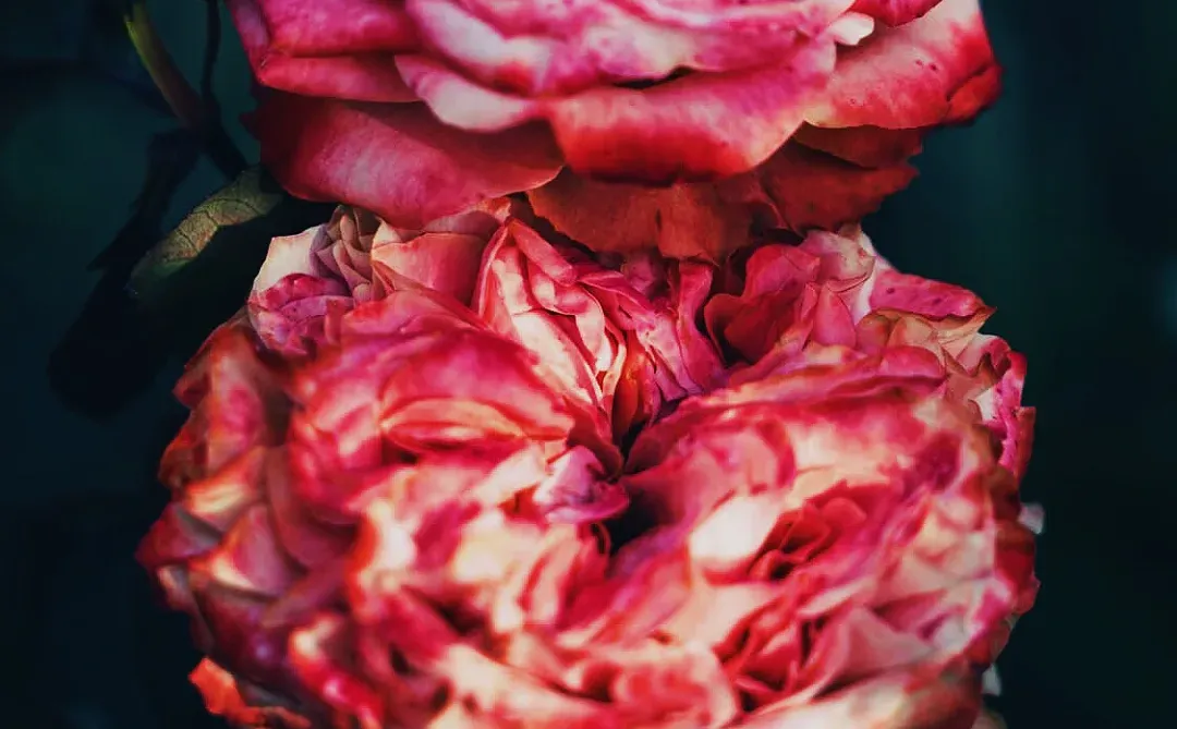 什么是人间尤物，这不就是嘛