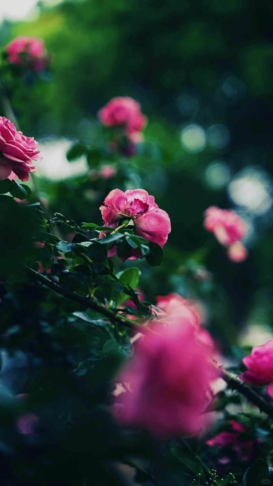 什么是人间尤物，这不就是嘛