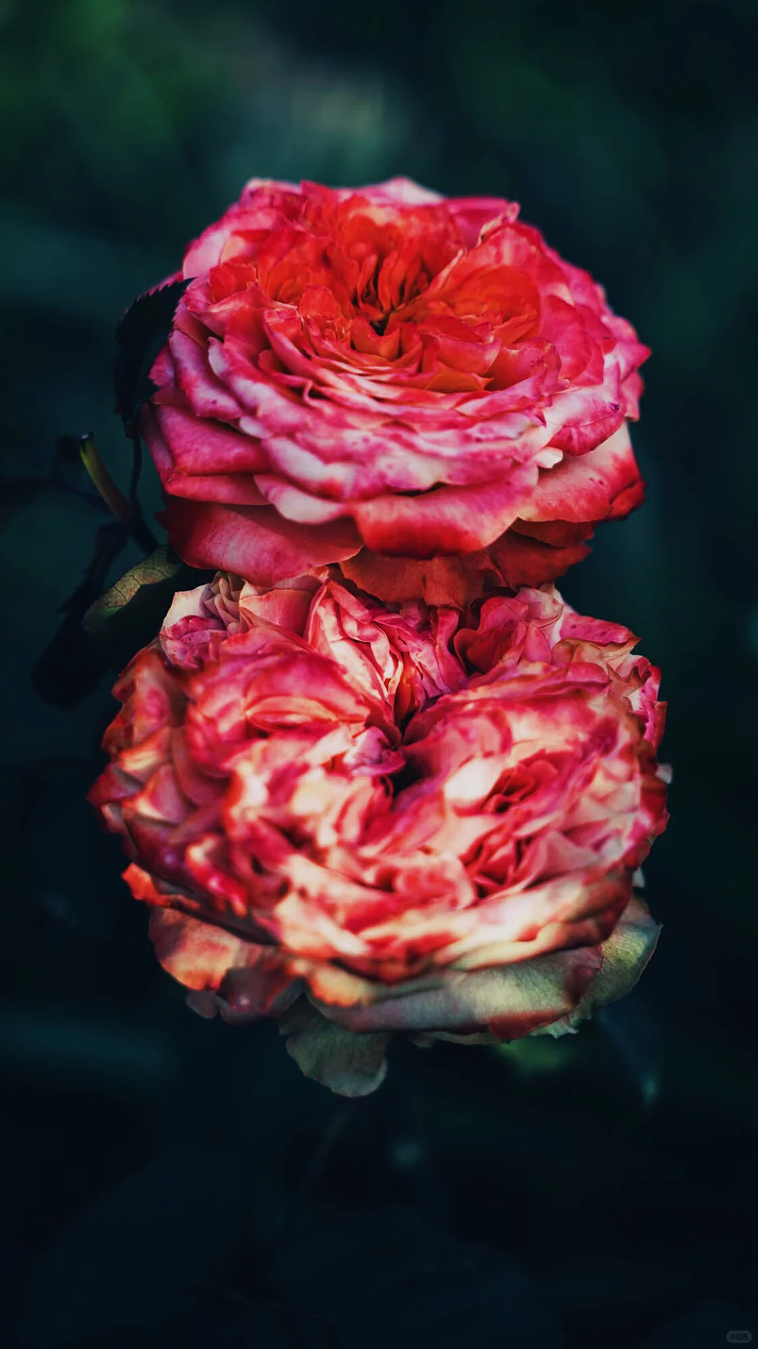 什么是人间尤物，这不就是嘛