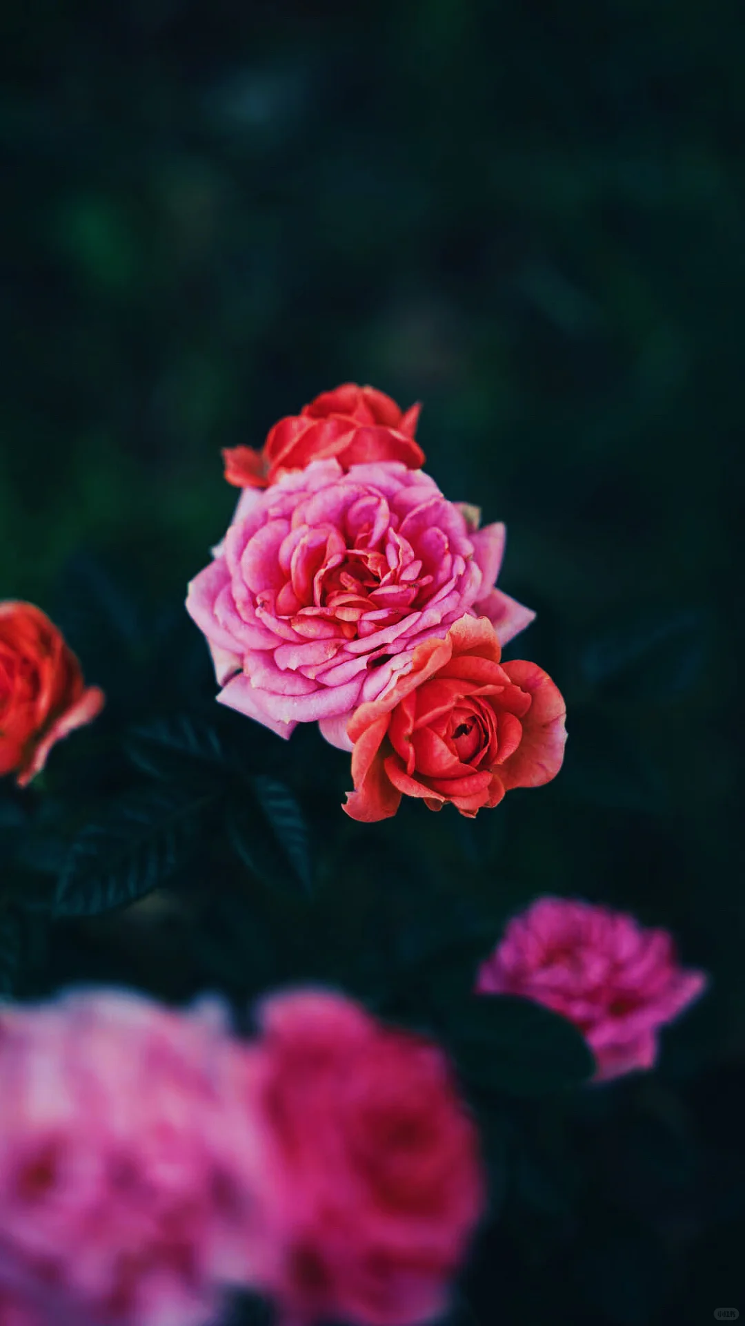 什么是人间尤物，这不就是嘛