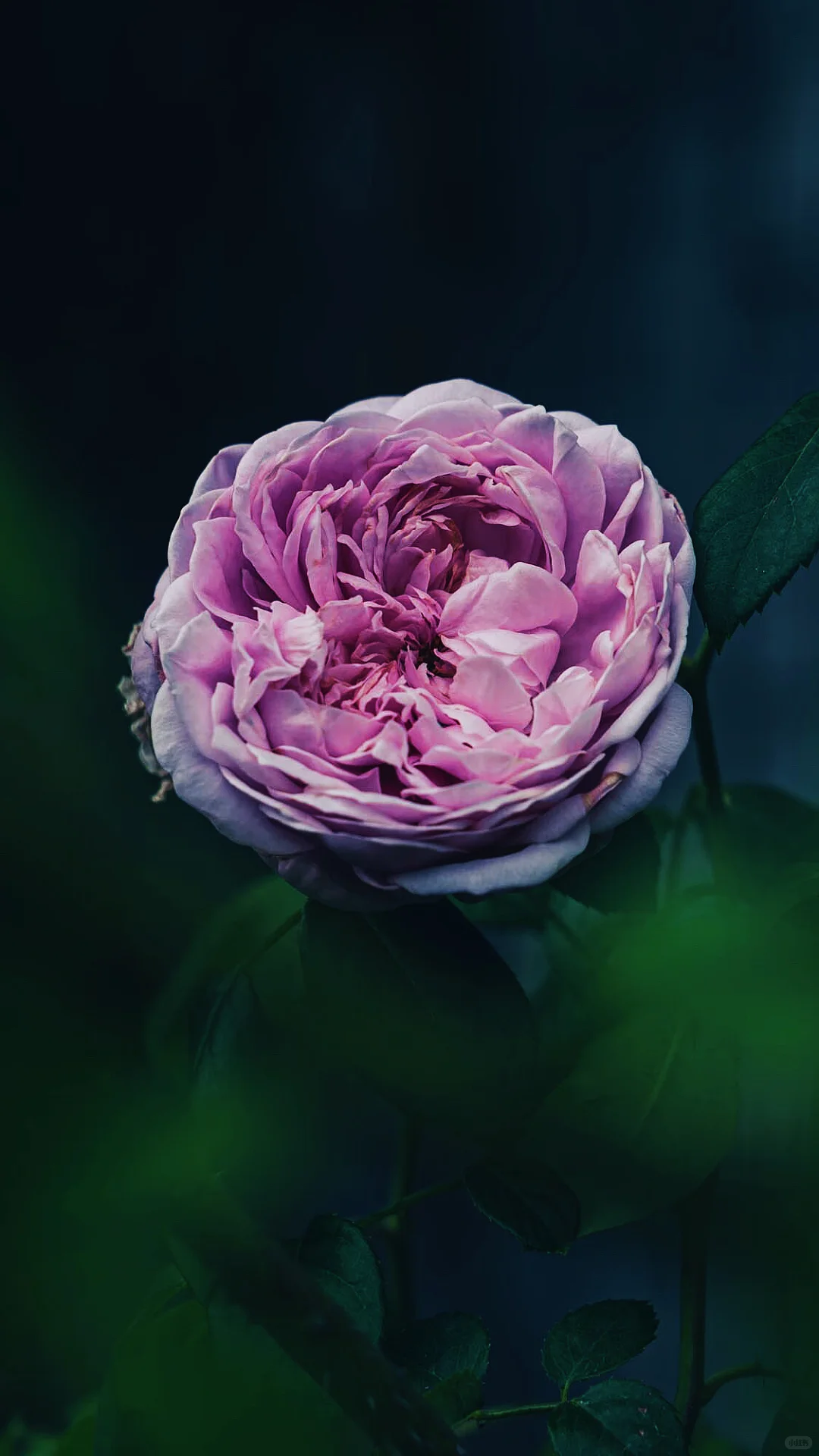 什么是人间尤物，这不就是嘛