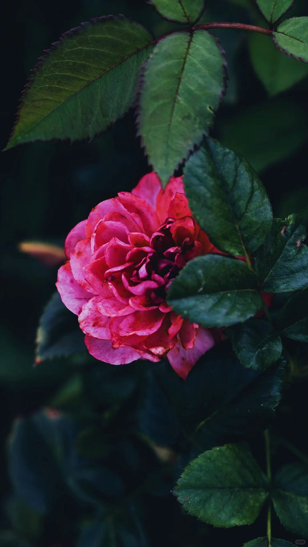 什么是人间尤物，这不就是嘛