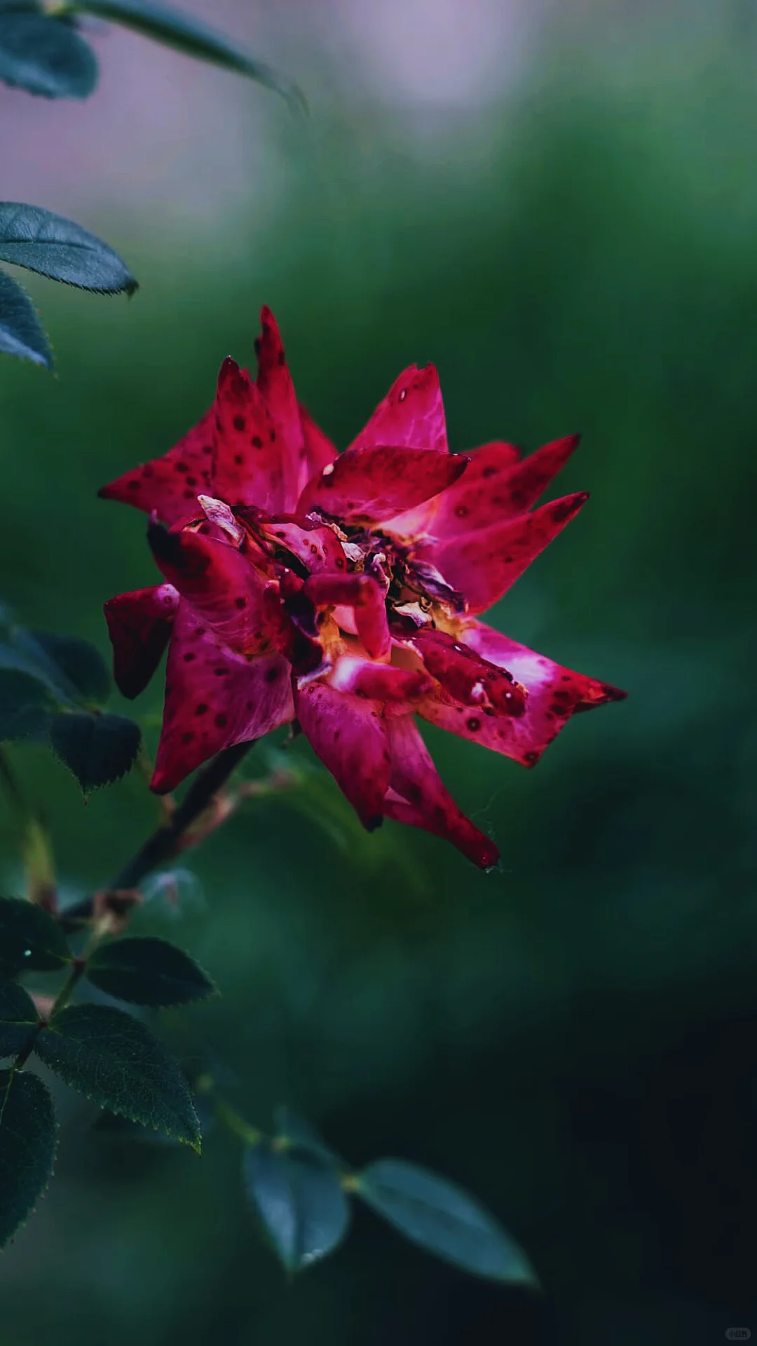 什么是人间尤物，这不就是嘛