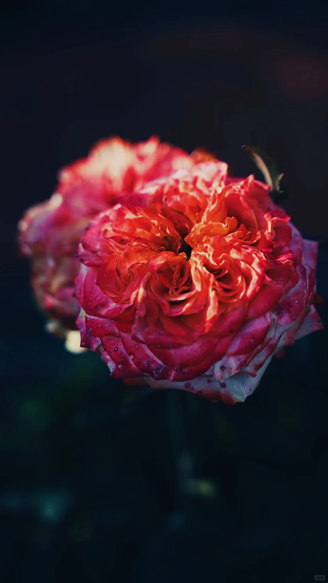 什么是人间尤物，这不就是嘛