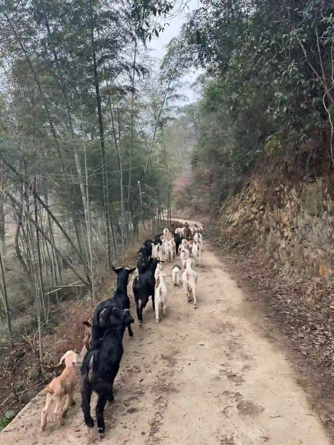 求助贴 怎么在这个冬天之前把羊卖掉呢