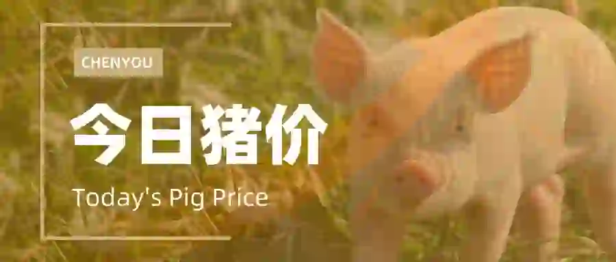 今日猪价及时播报