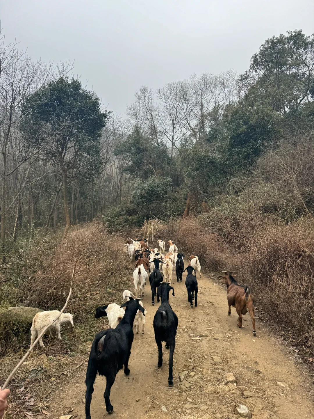 求助贴 怎么在这个冬天之前把羊卖掉呢