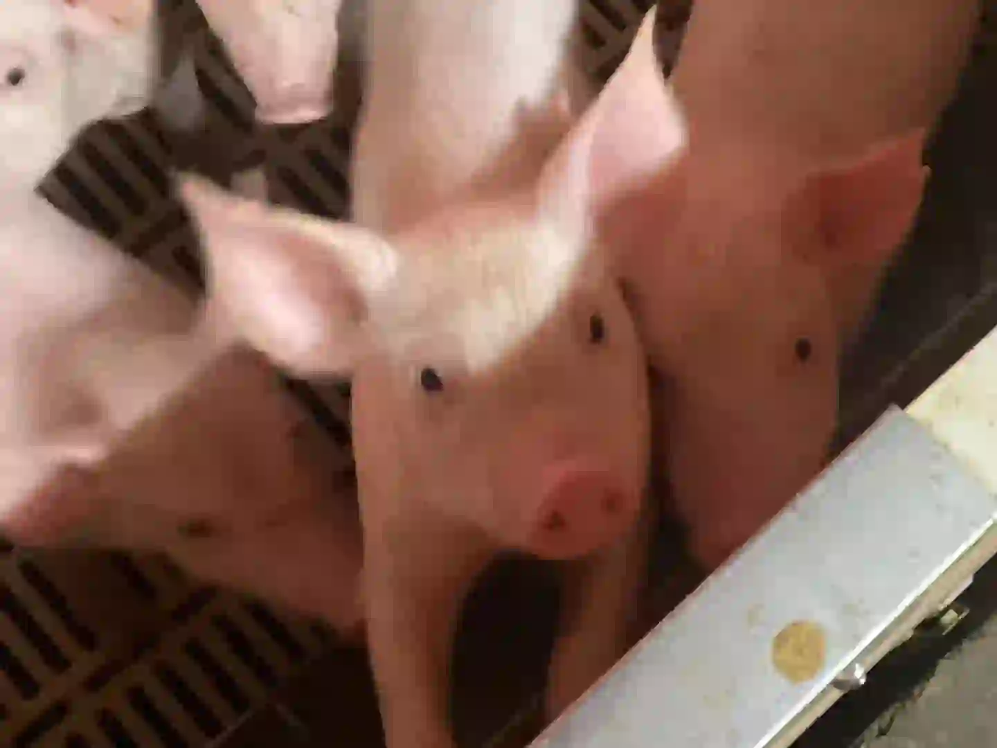 ôΪʲô