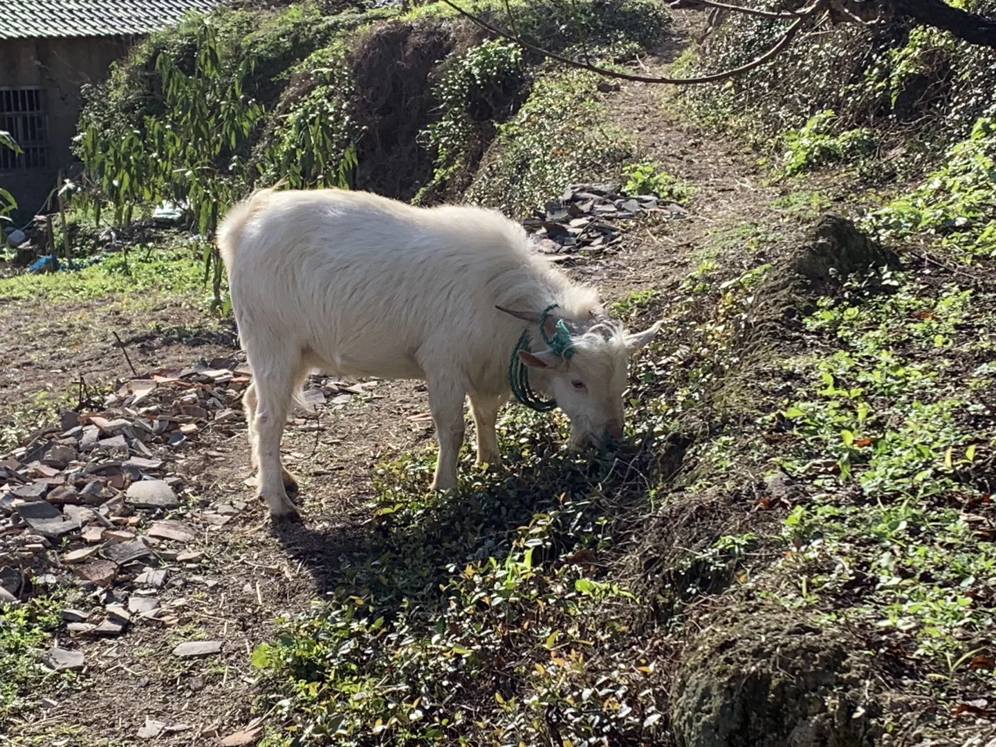 丽水莲都区整只公山羊出售