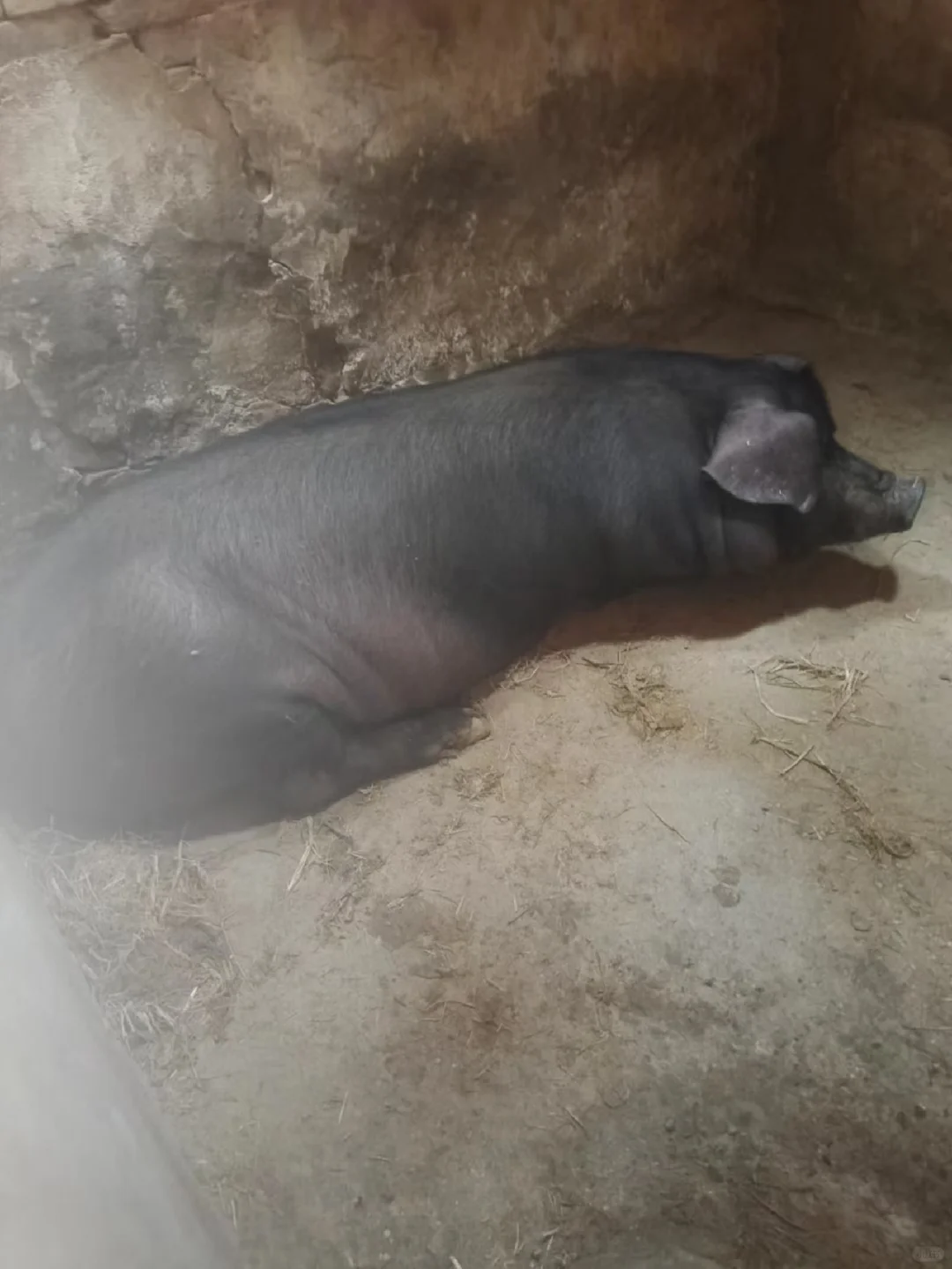5个月黑猪长300斤好吃?