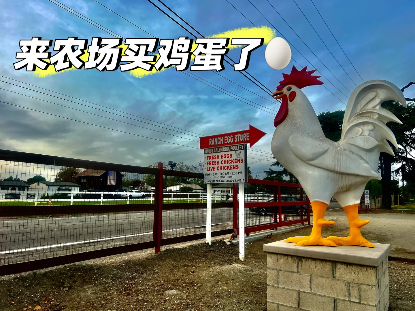Chino 发现一个卖鸡蛋和鸡?的地方