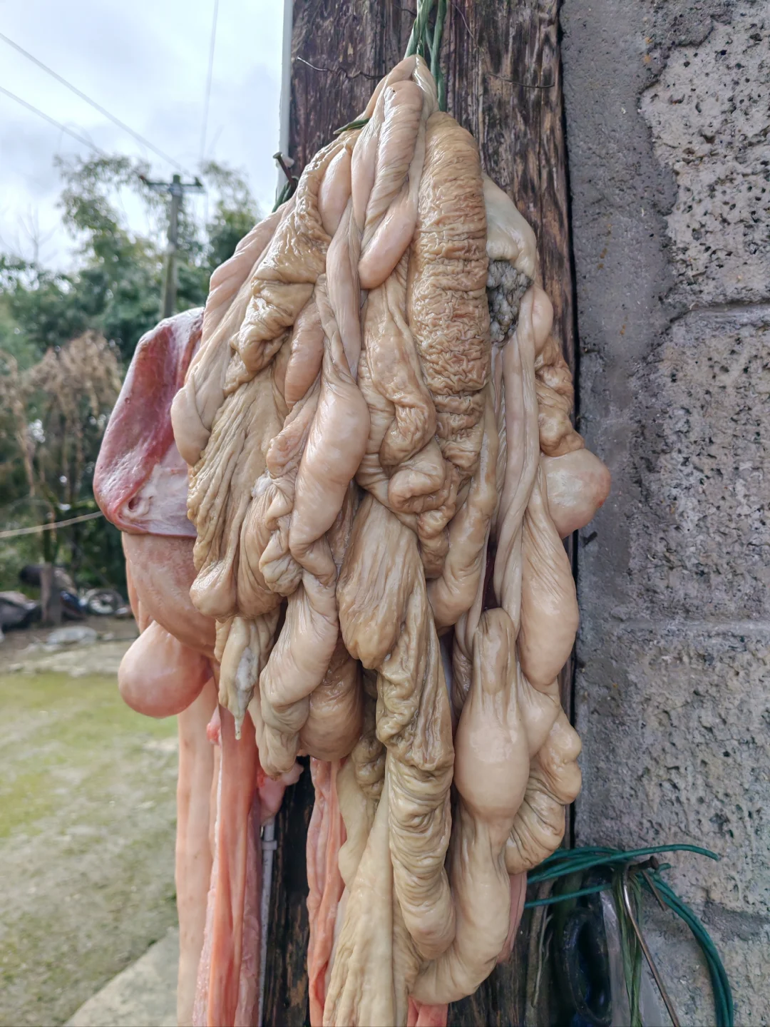 ũsٽζ