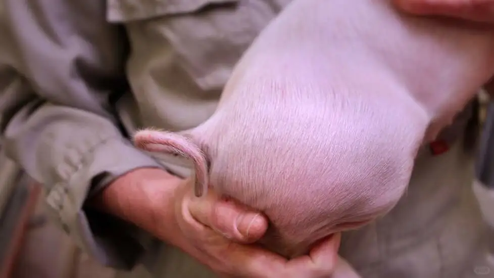 ڼ۴µͣӦʣʱݣ