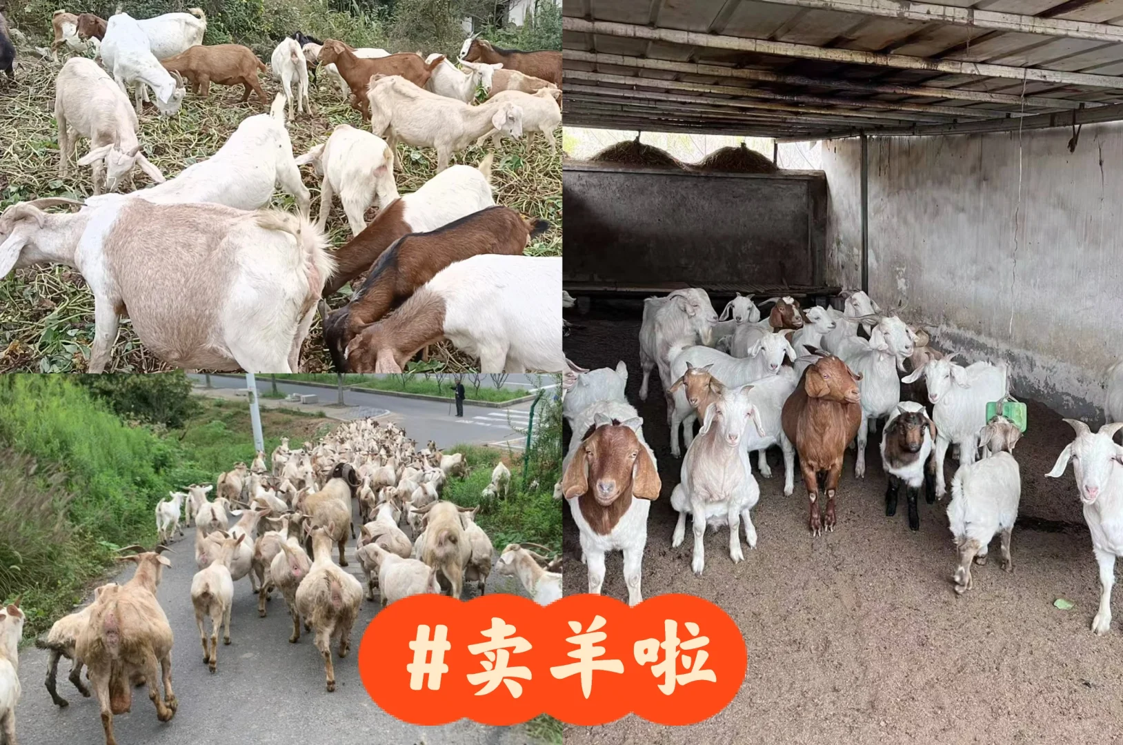 #卖吃草走山羊啦