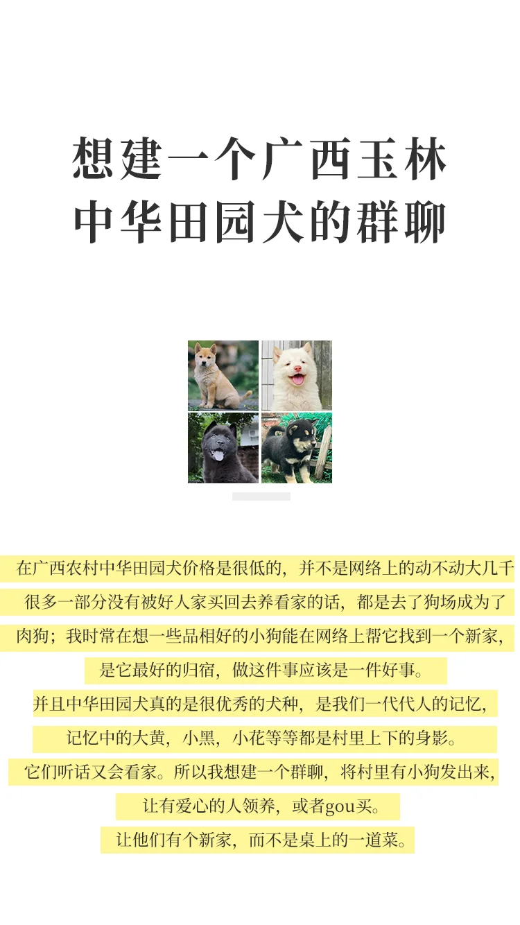喜欢土松 中华田园犬的朋友看过来