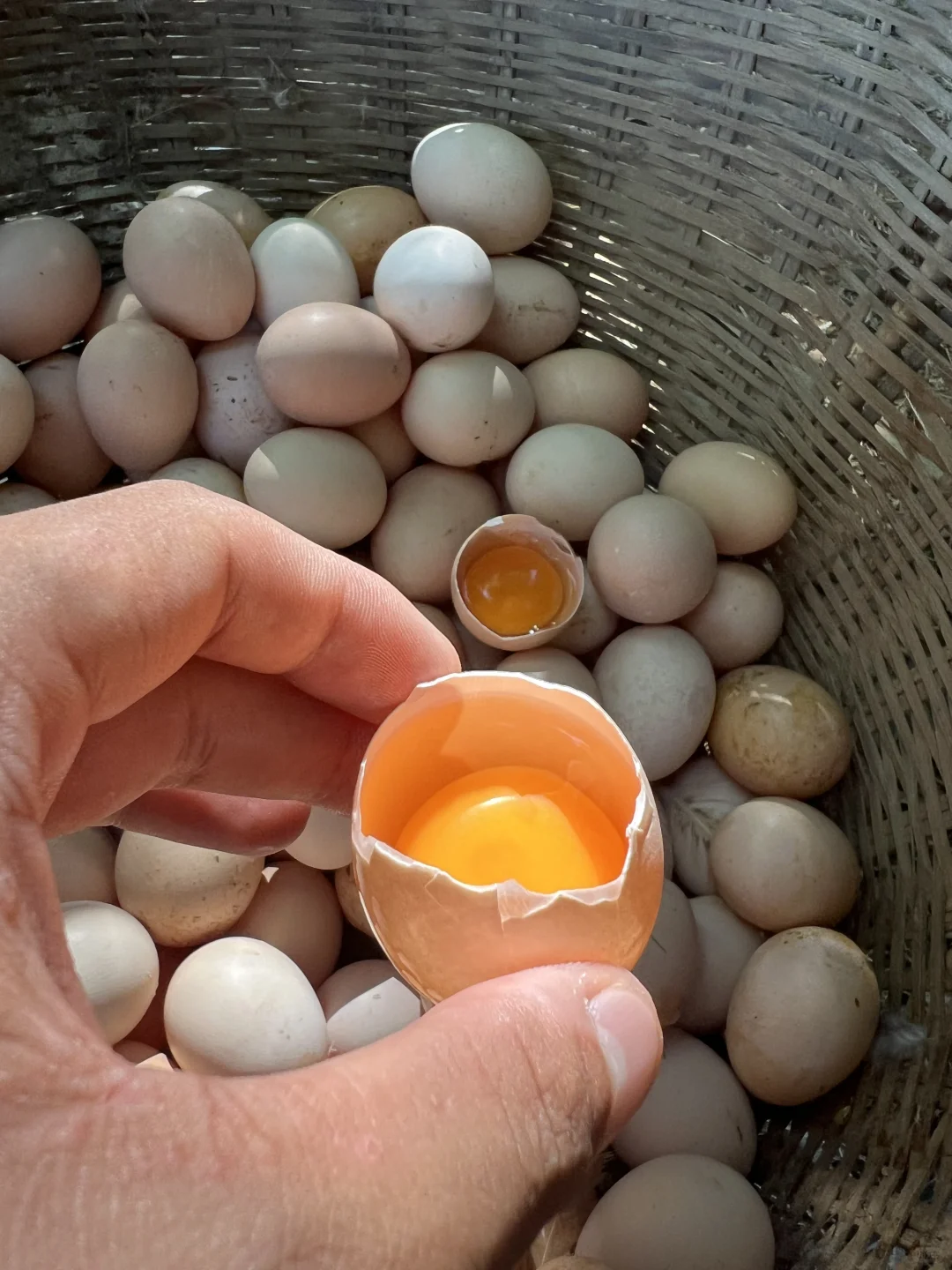 ?土鸡蛋市场乱象,你中招了吗??