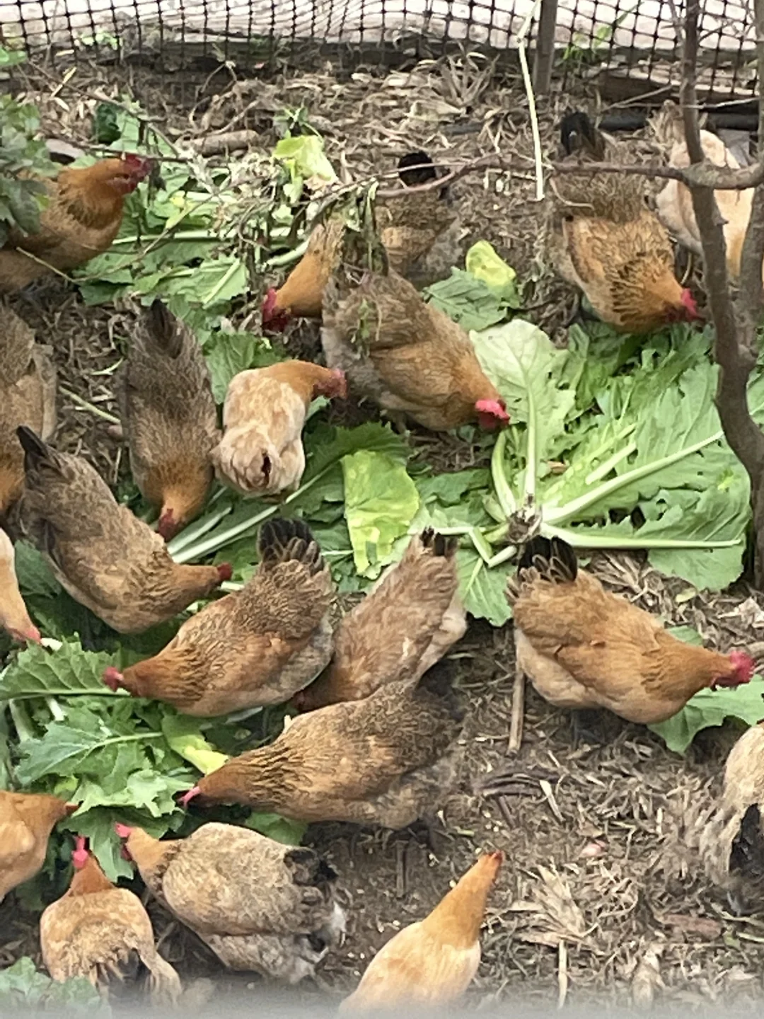 武汉土鸡蛋