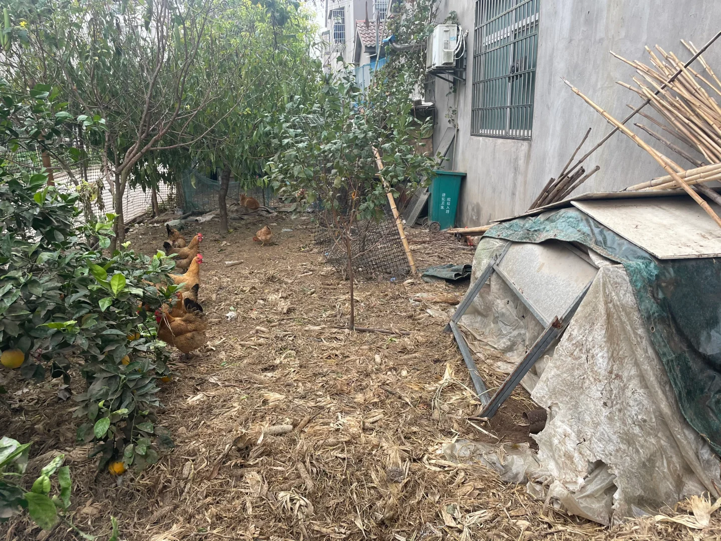武汉土鸡蛋
