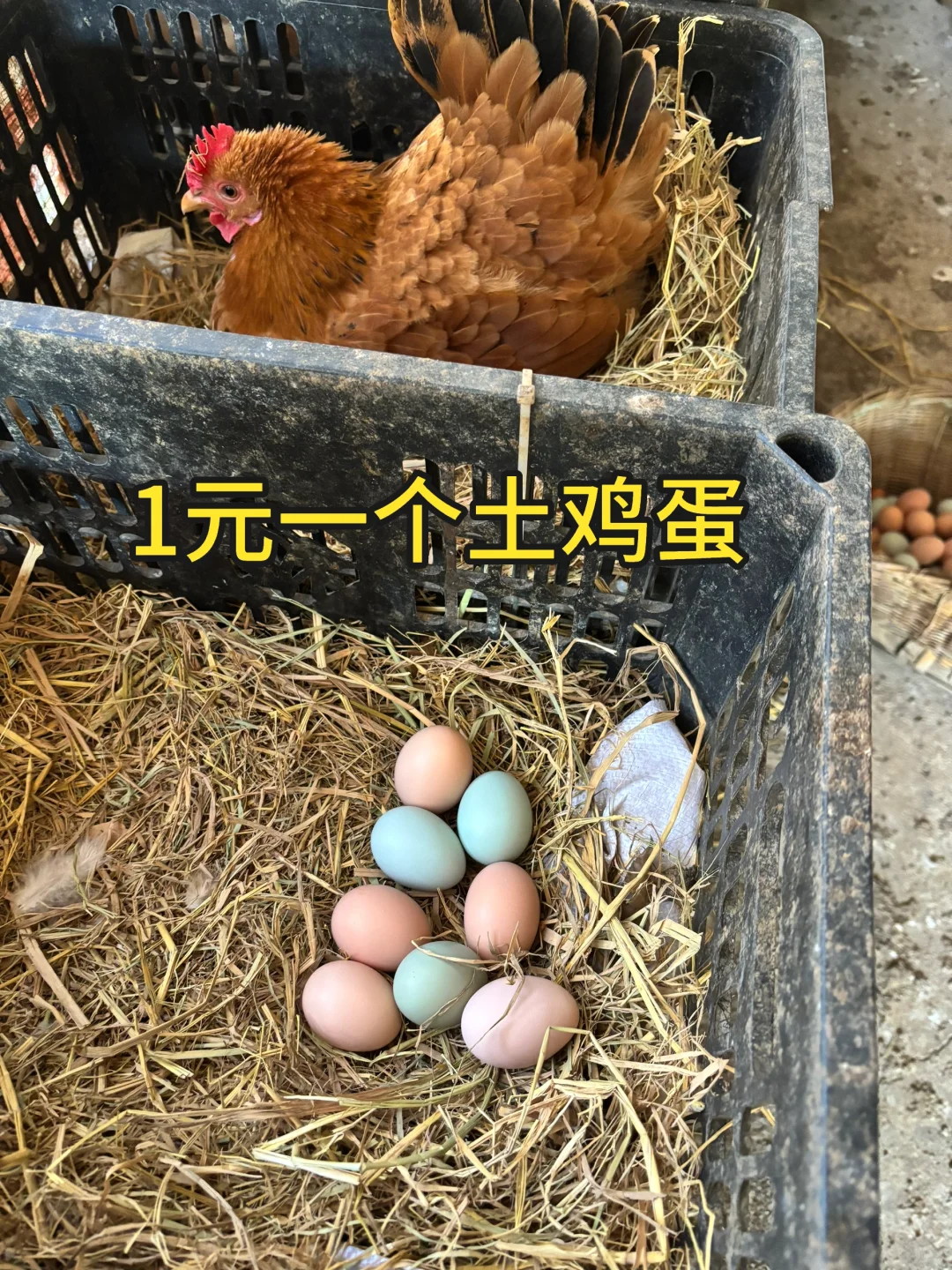 姐妹们,1元/枚土鸡蛋敢下单吗?