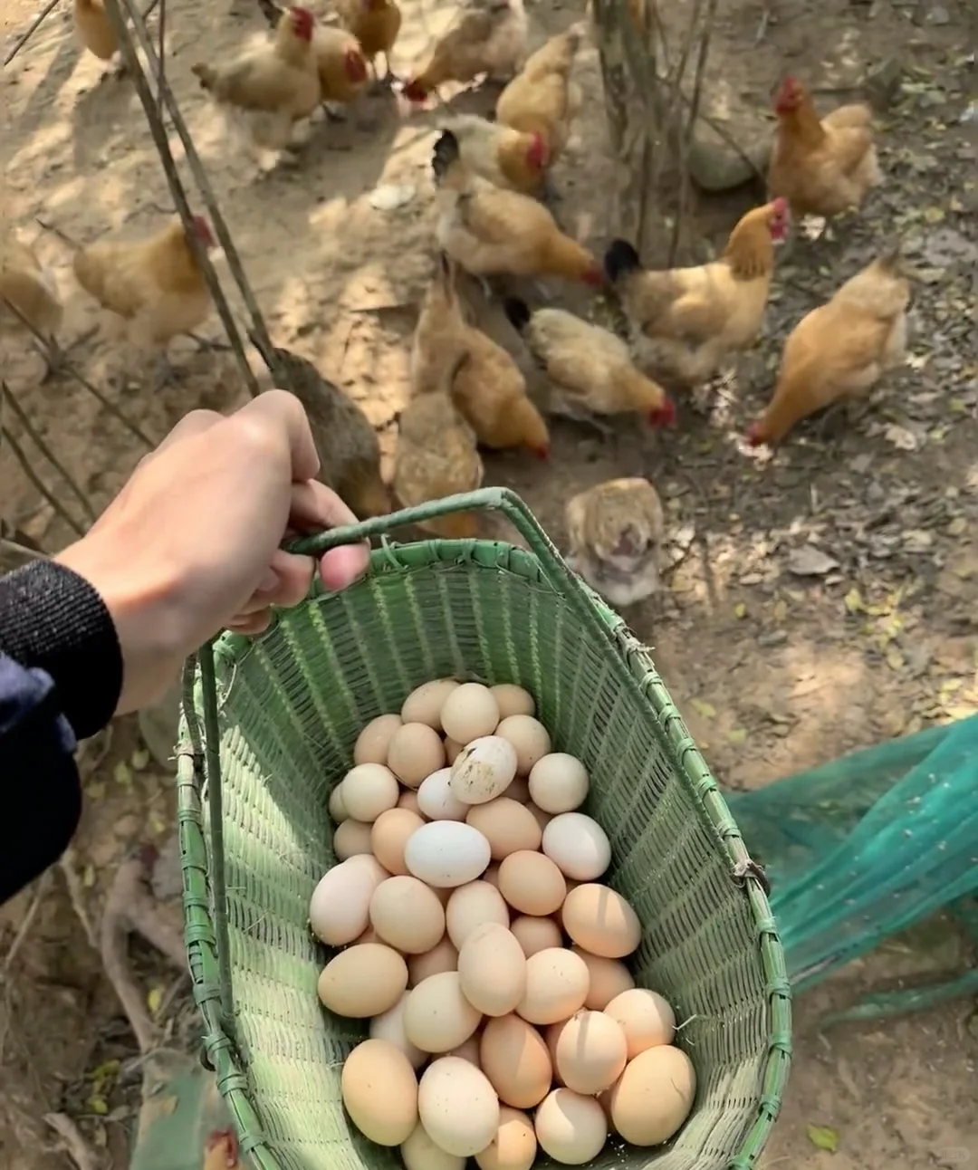 好吃不要钱的一块钱一个土鸡蛋