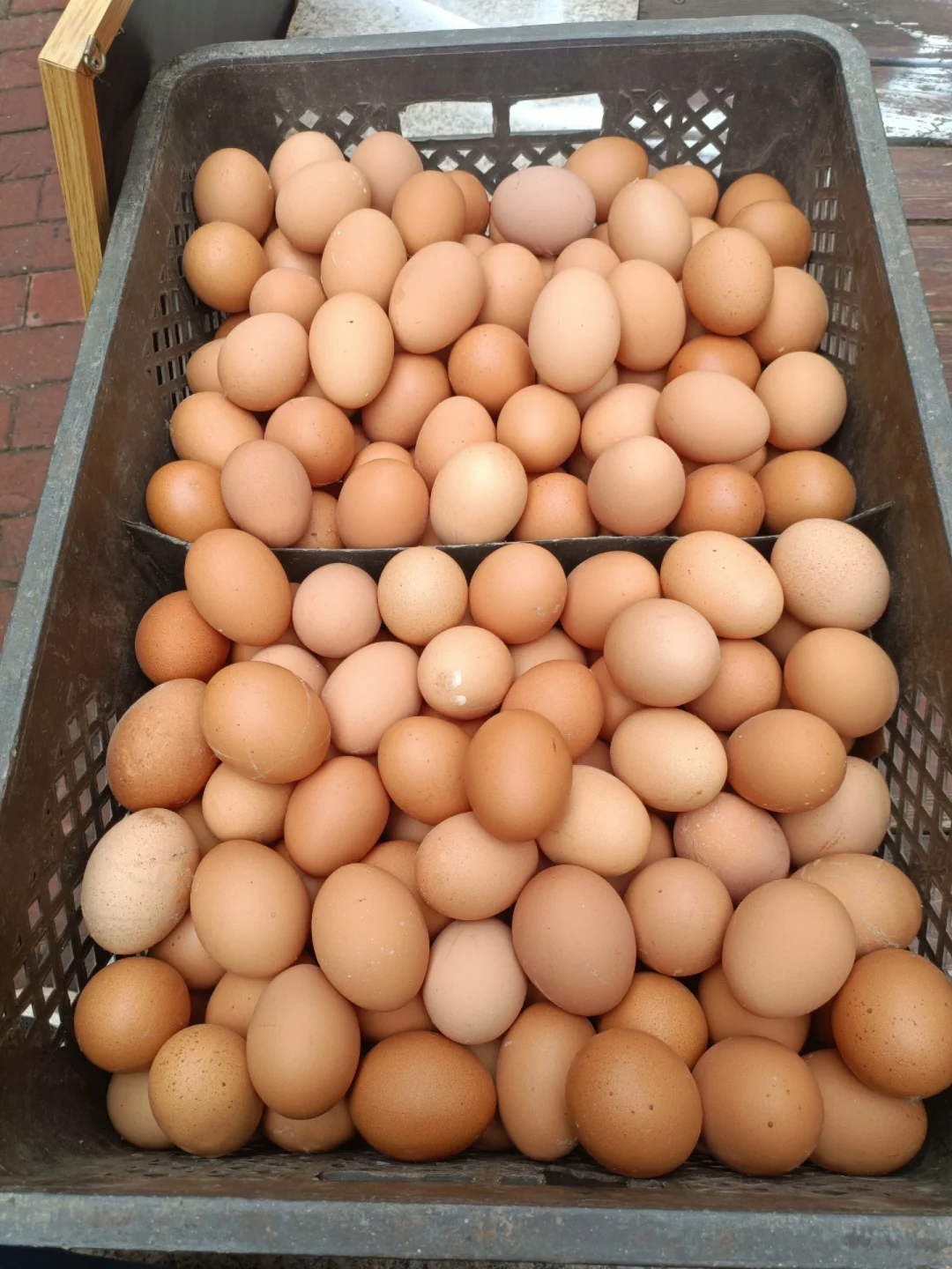 ռ۸