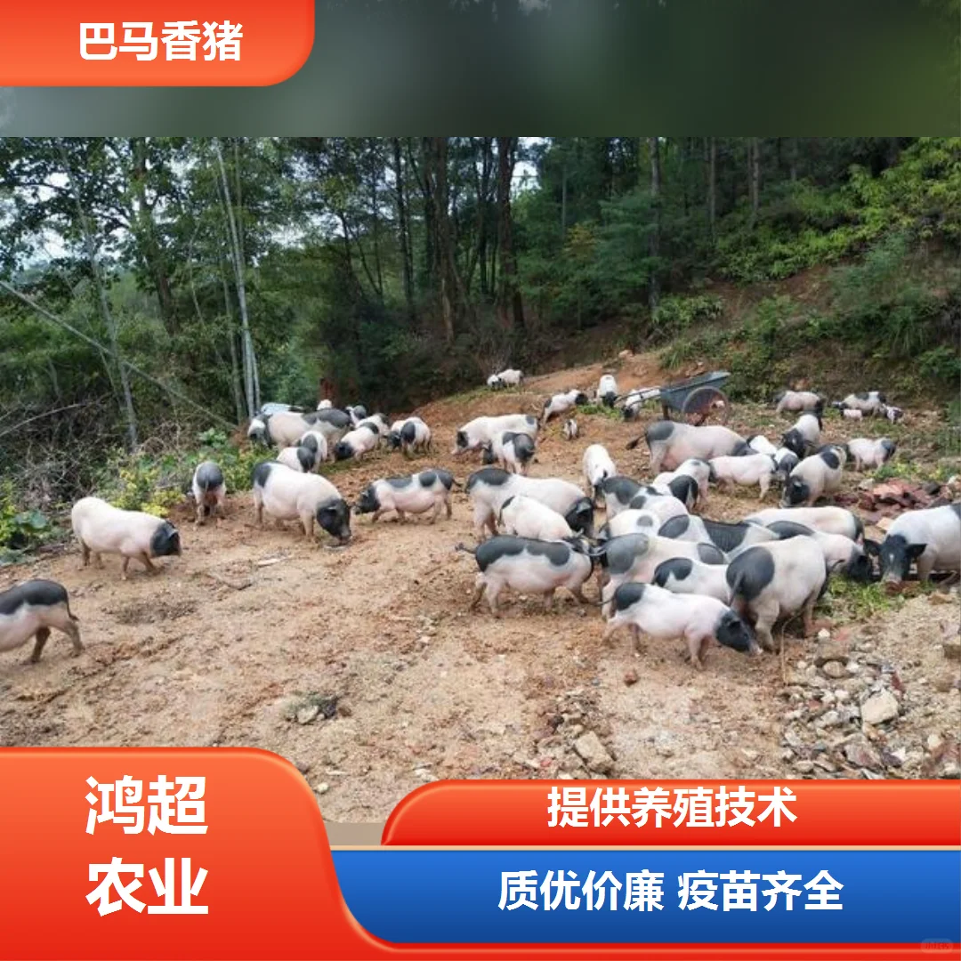 巴马香猪多少钱一斤