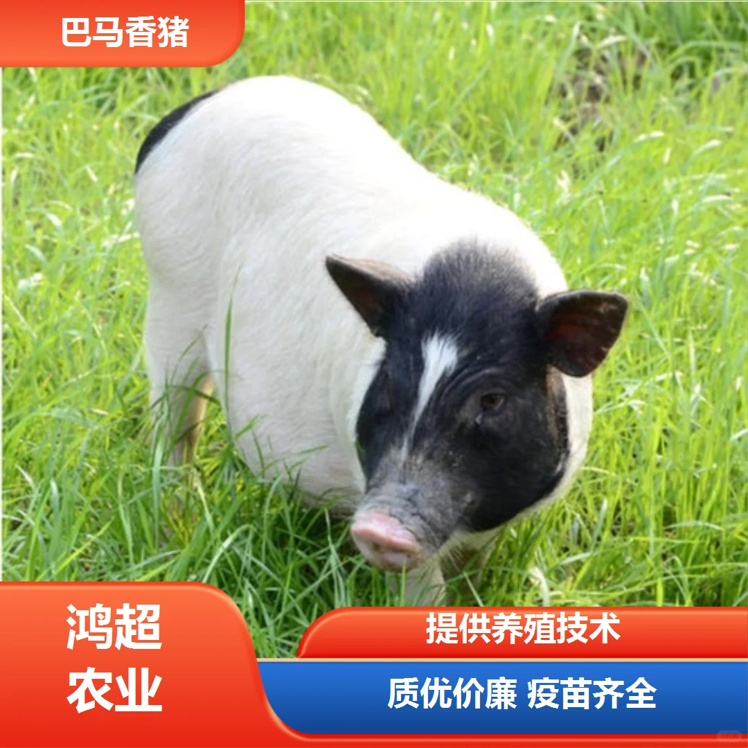 巴马香猪多少钱一斤