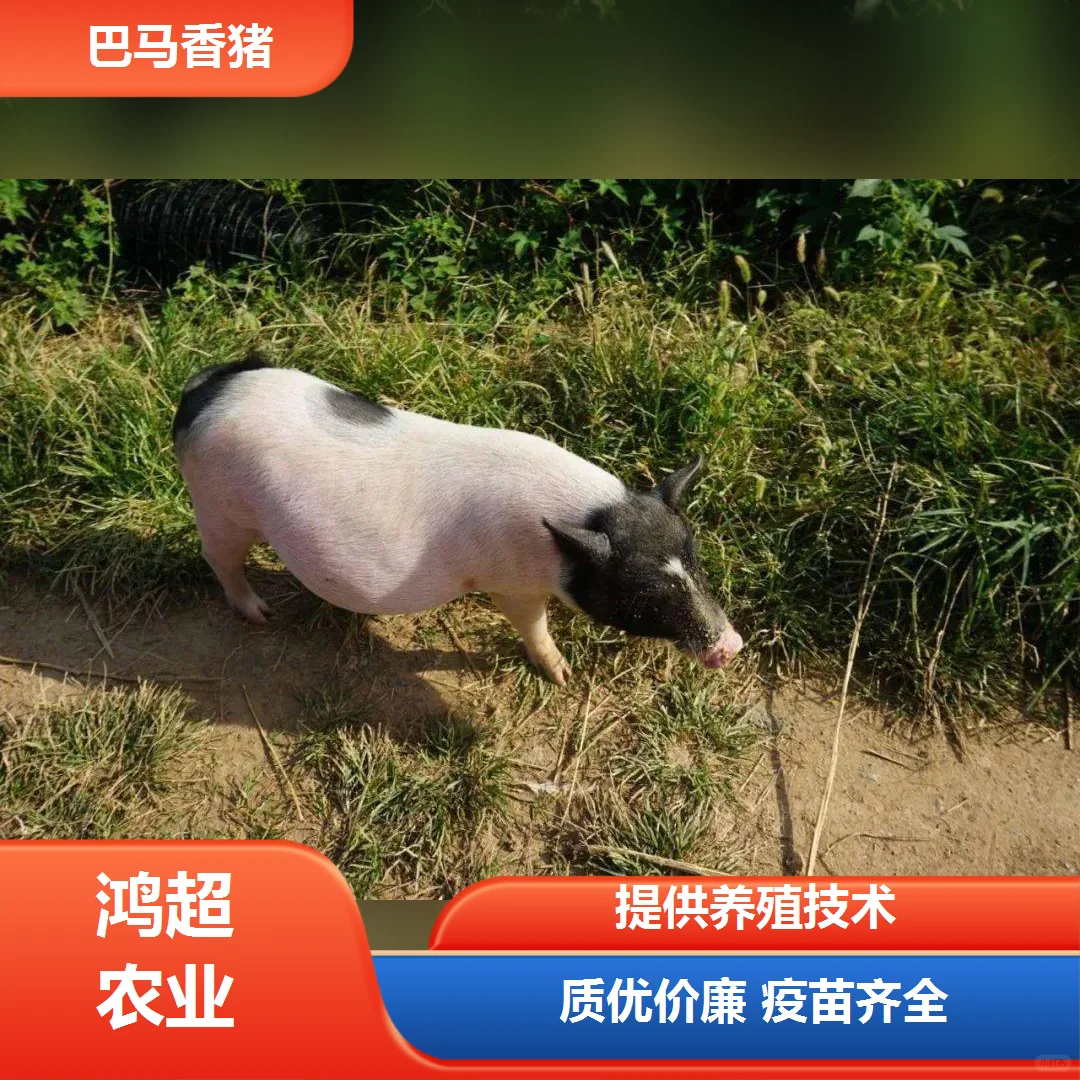 巴马香猪多少钱一斤