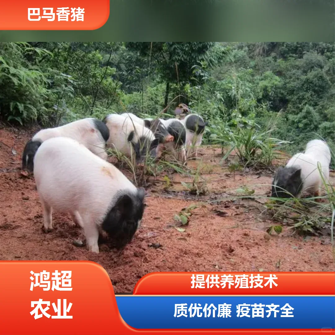 巴马香猪多少钱一斤