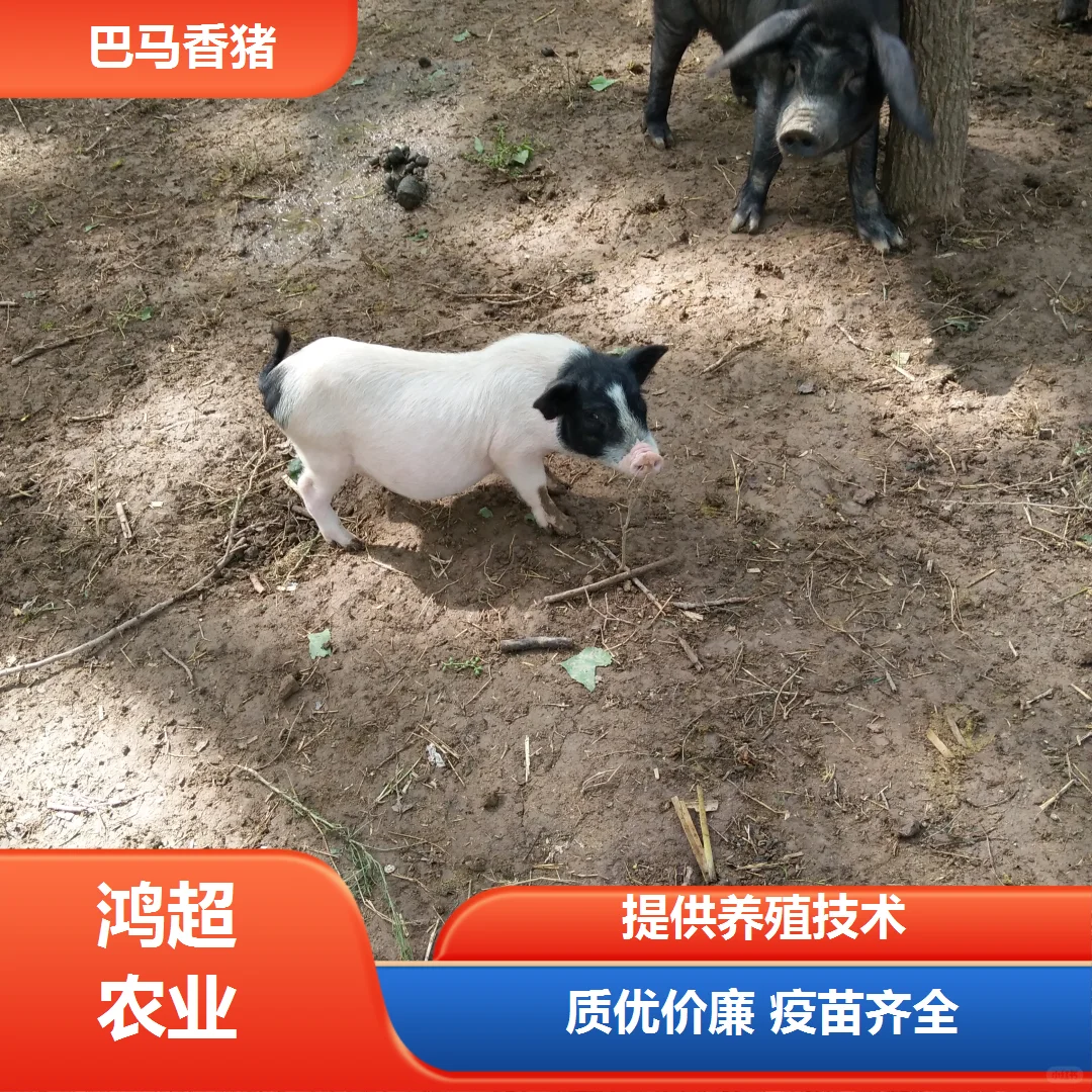 巴马香猪多少钱一斤