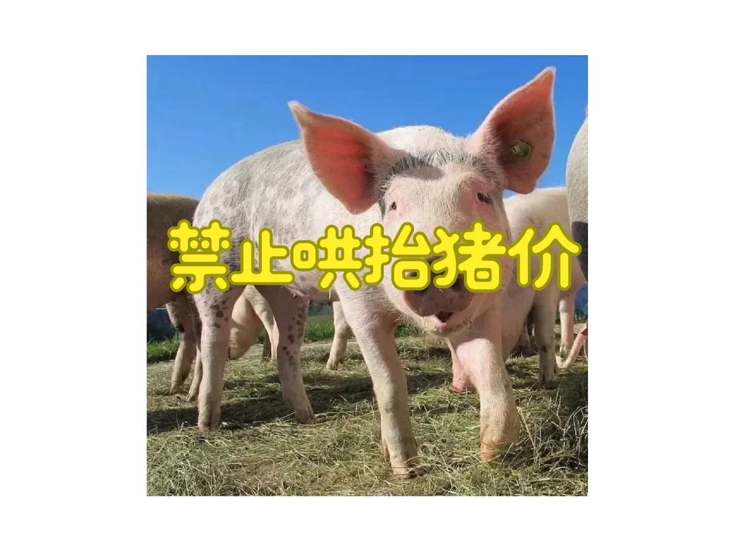 今天真的看笑死了