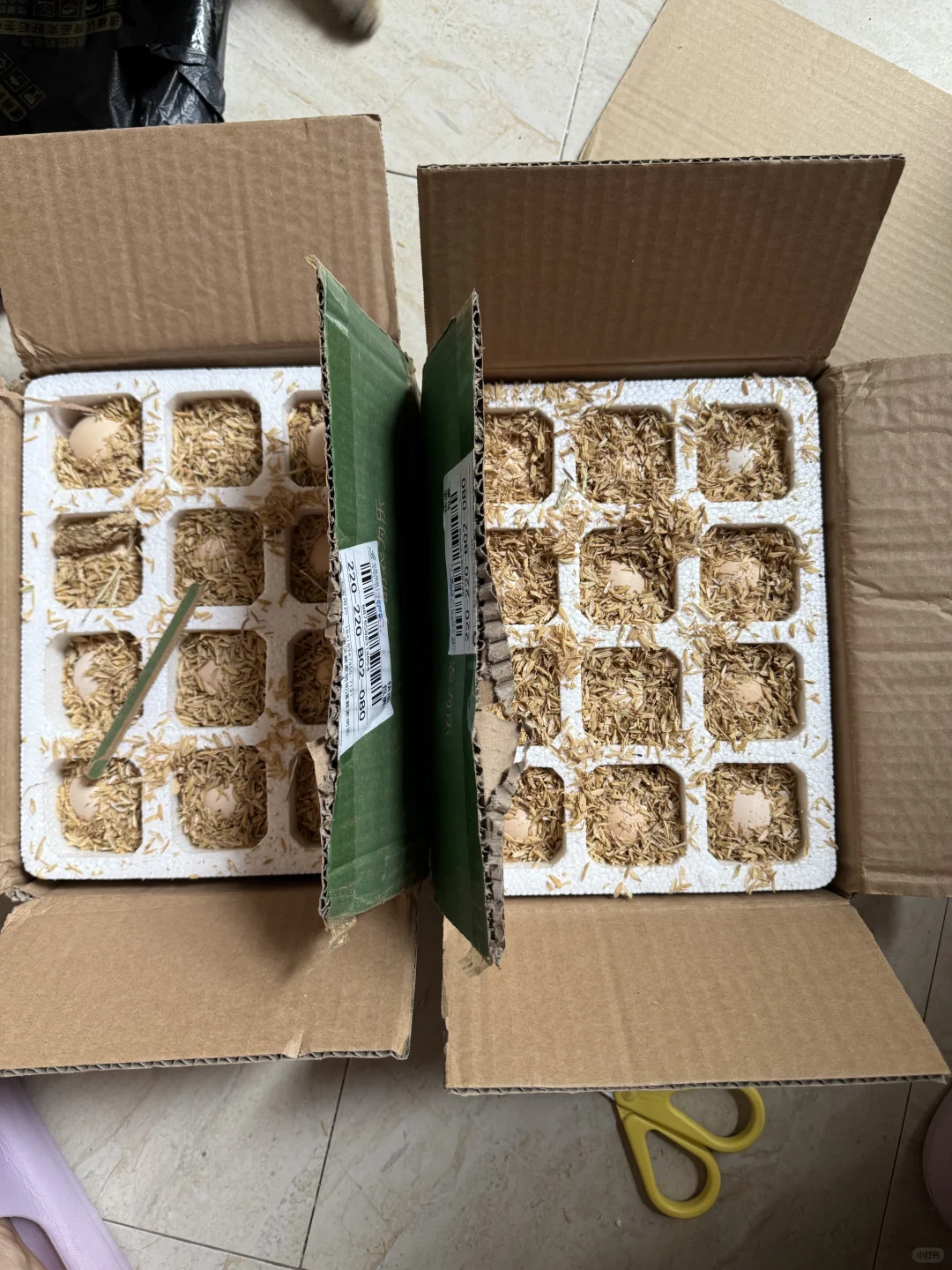 1分的鸡蛋?