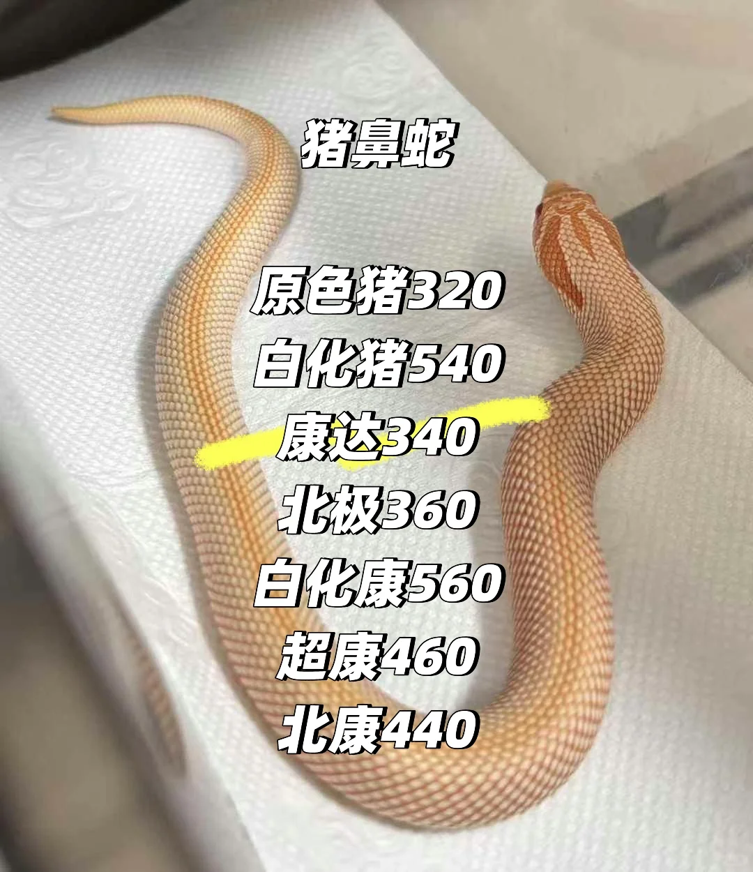 Ǽ۸