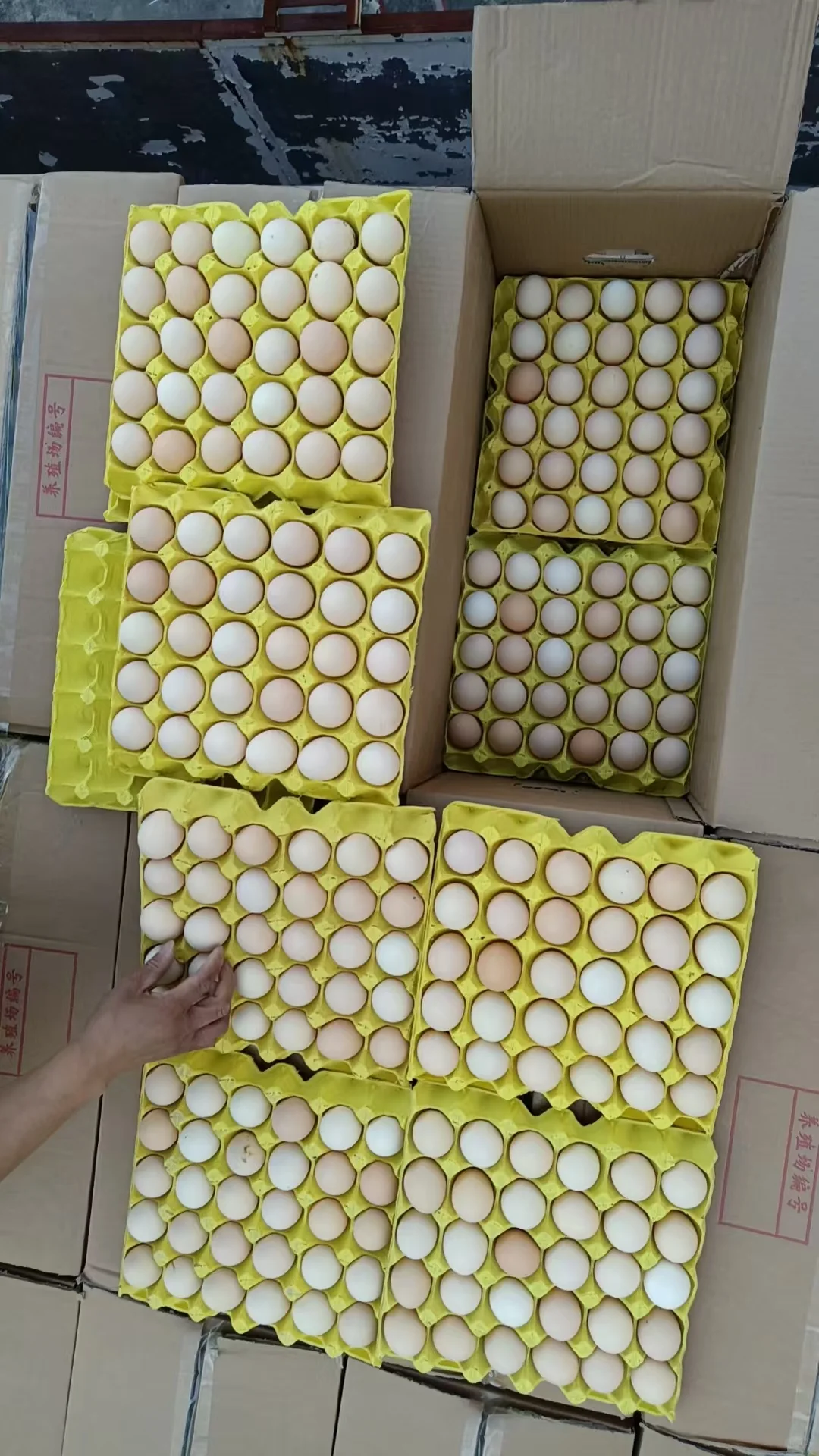 成都鸡蛋批发一手货源