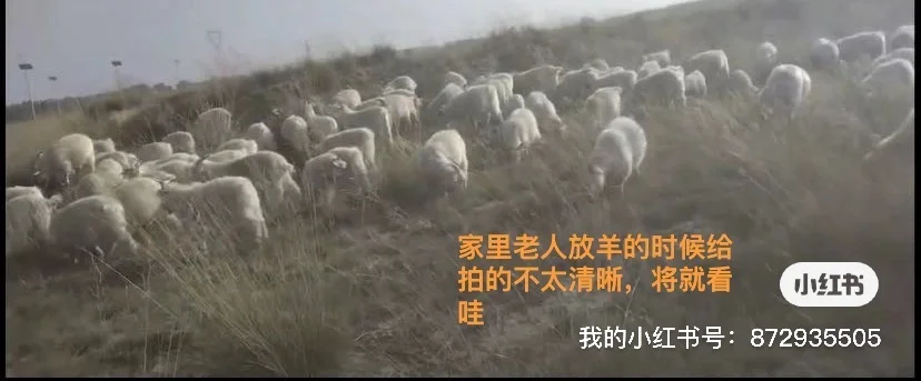 羊肉预定