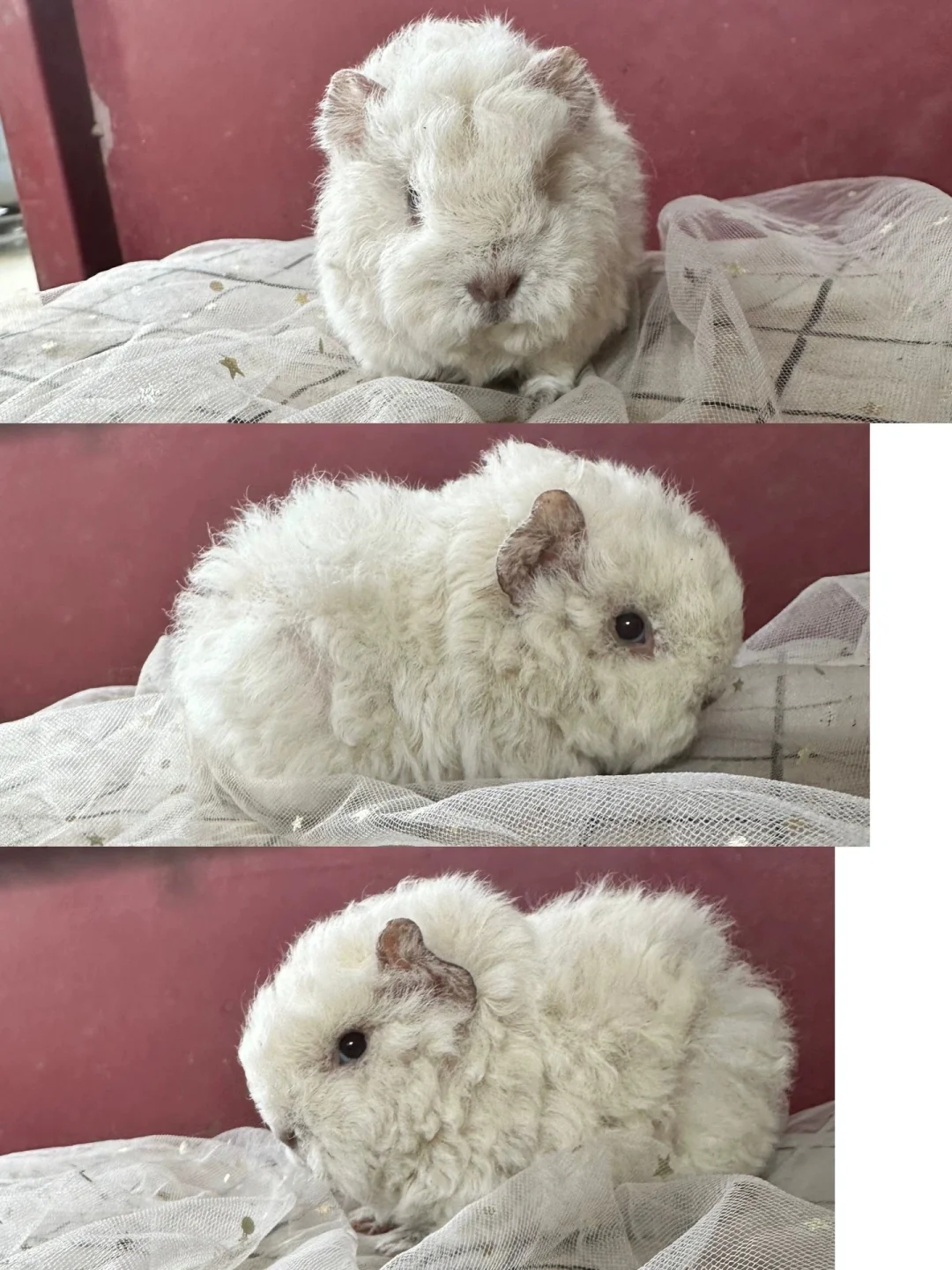 问一下这个是什么品种啊