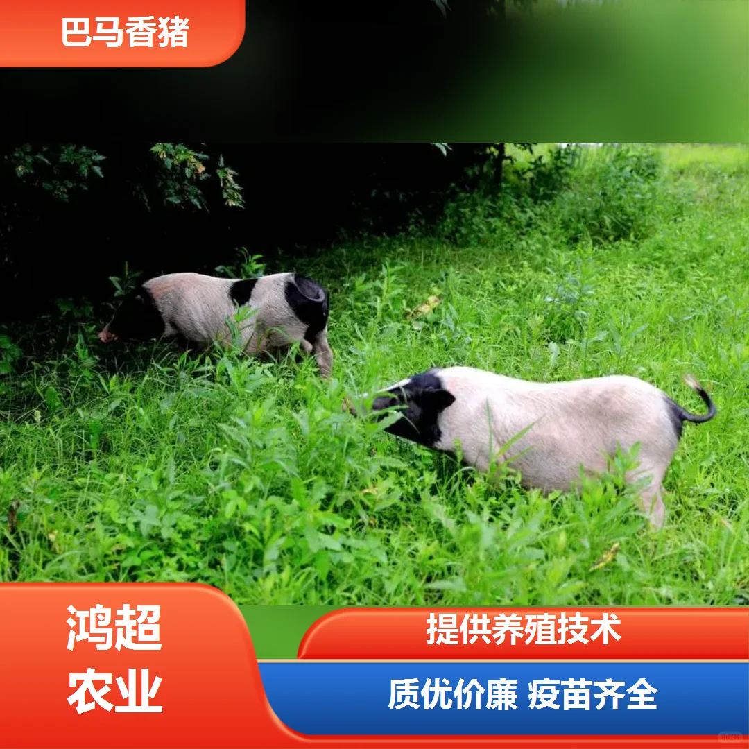 漯河市巴马香猪苗价格是多少