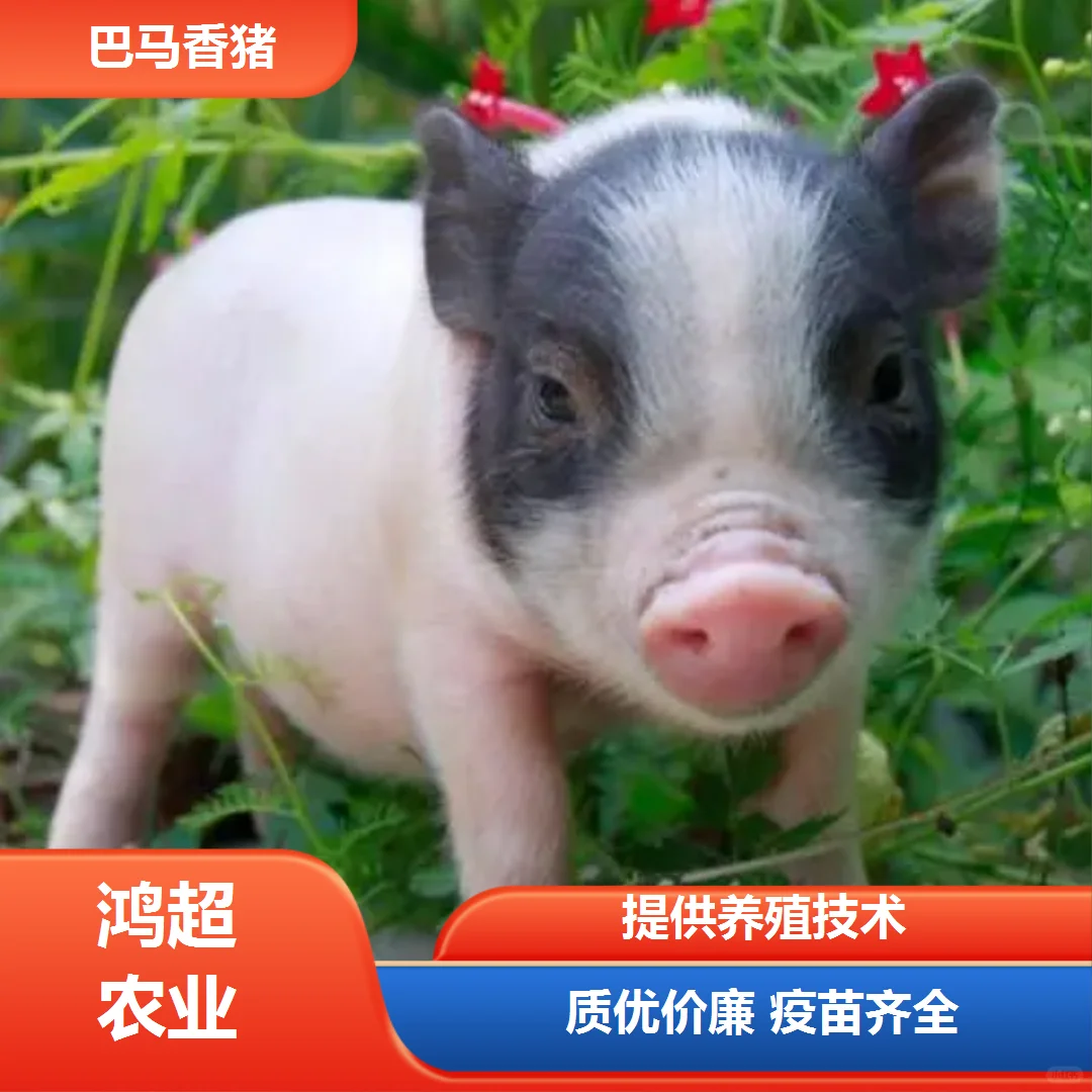 漯河市巴马香猪苗价格是多少