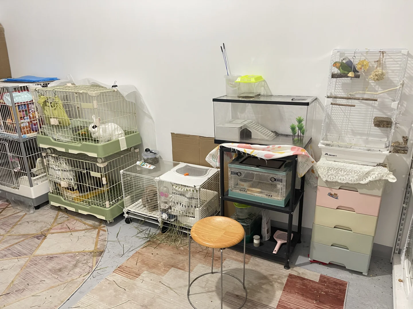 接春节寄养和价格调整通知?