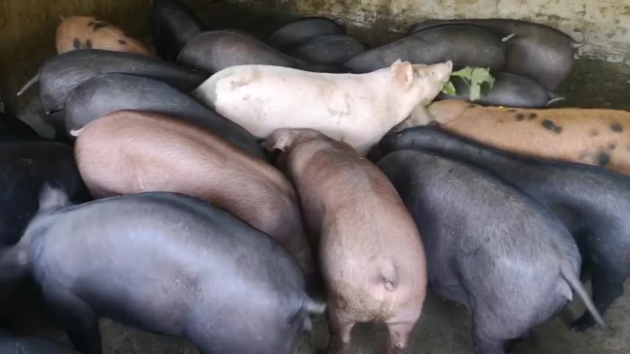 猪肉市场的现状与变迁