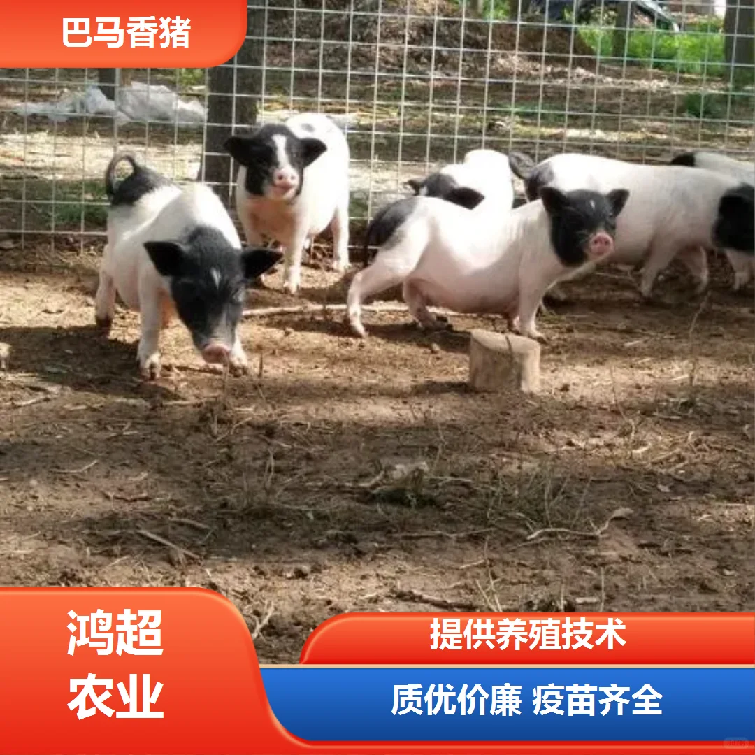 漯河市巴马香猪苗价格是多少