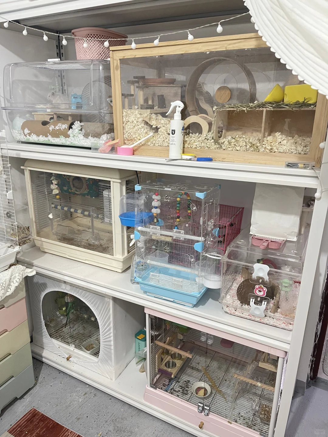 接春节寄养和价格调整通知?