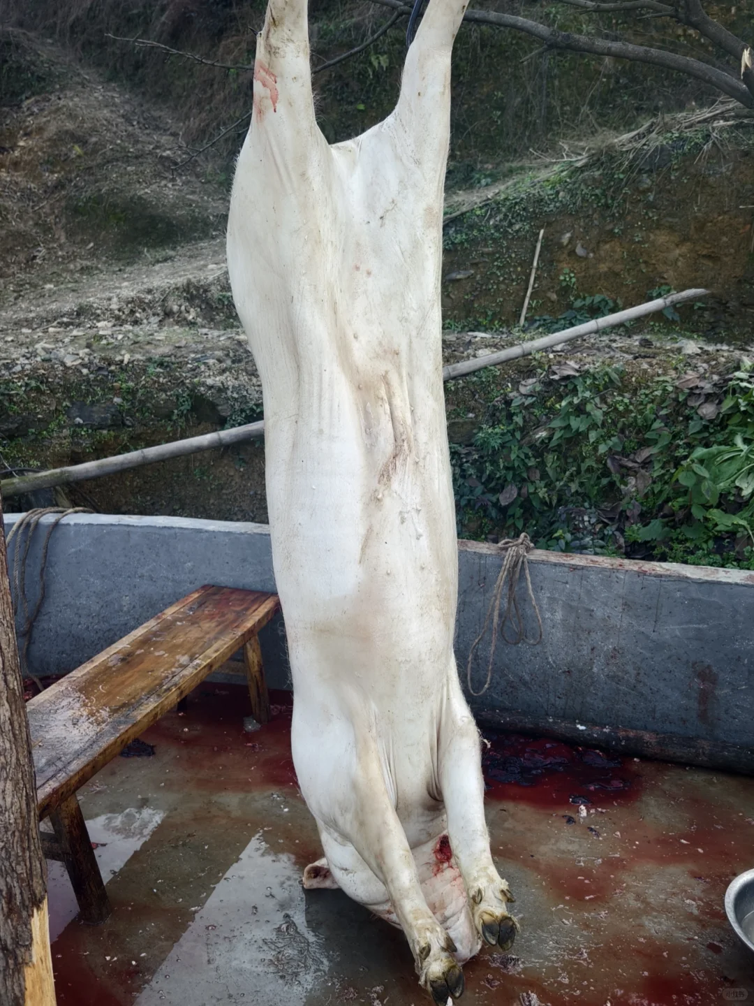 粮食猪绝种了