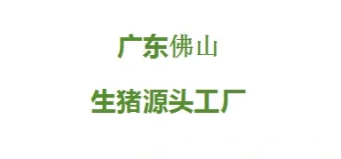 广东佛山生猪源头工厂
