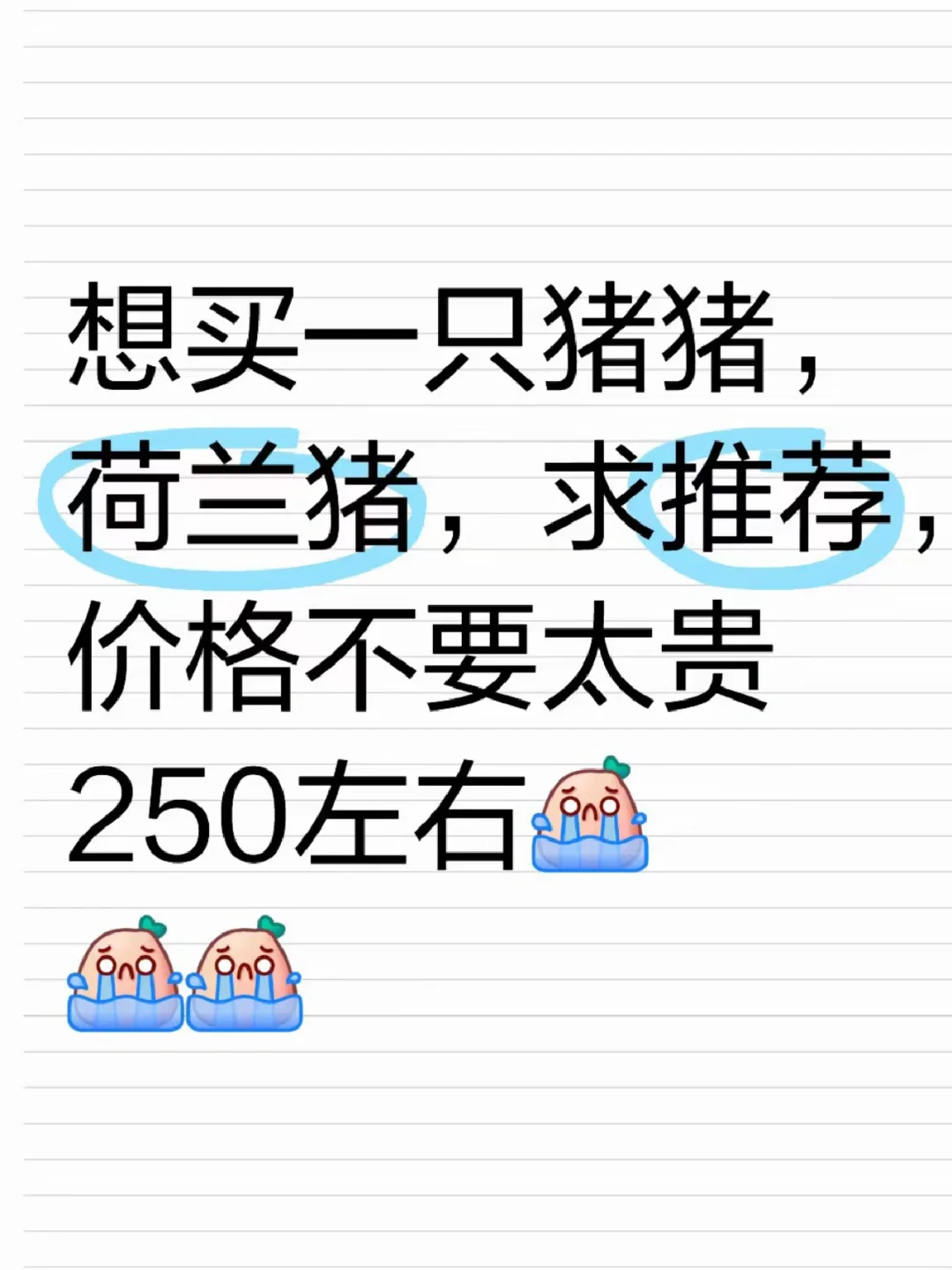 Ƽ۸250