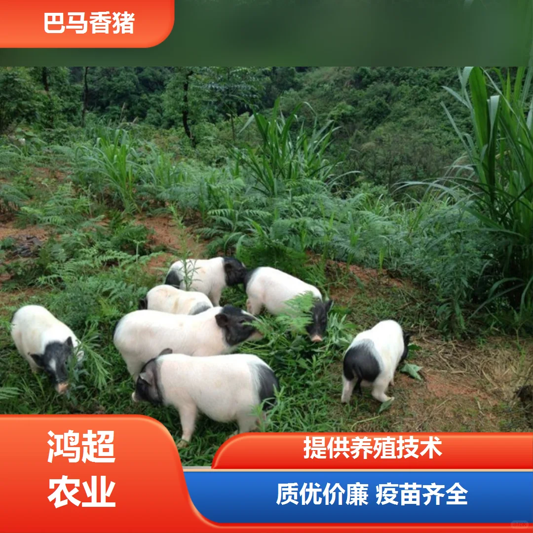 �����а���img.bim99.cn/p><p style=